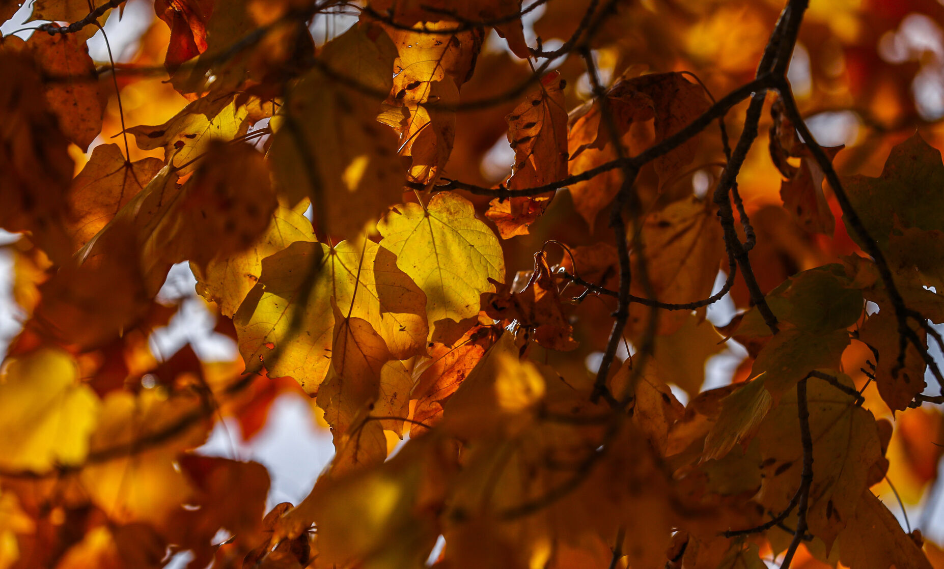Fall Colours 17